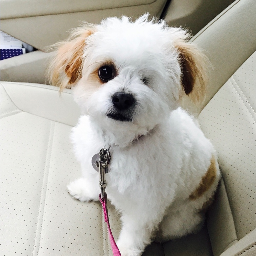 Meet your Posher, Elizabeth